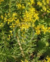 Sedum mexicanum