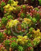 Sedum rubrotinctum