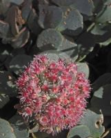 Sedum sieboldii