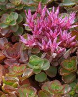 Sedum spurium Schorbuser Blut