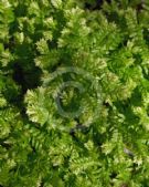 Selaginella kraussiana Aurea