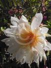 Epiphyllum chrysocardium