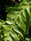 Epiphyllum chrysocardium