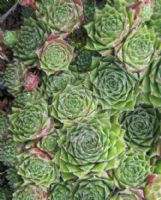 Sempervivum montanum