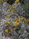 Jacobaea maritima