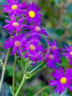 Senecio elegans