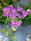 Senecio elegans