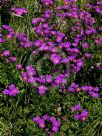 Senecio elegans