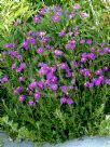 Senecio elegans