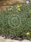 Senecio lautus maritimus