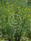 Senecio linearifolius