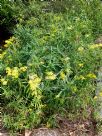 Senecio linearifolius