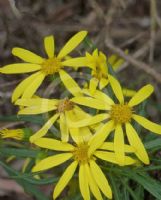 Senecio macranthus