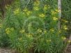 Senecio macranthus