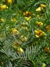 Senna aciphylla