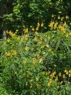 Senna didymobotrya