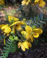 Senna odorata