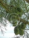 Sequoiadendron giganteum