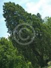 Sequoiadendron giganteum