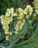 Sisyrinchium striatum