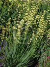 Sisyrinchium striatum