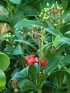 Skimmia japonica