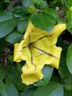 Solandra maxima