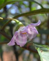 Solanum aviculare