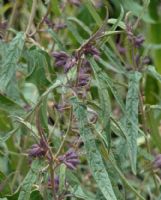 Solanum brownii