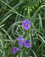 Solanum laciniatum