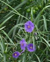 Solanum laciniatum