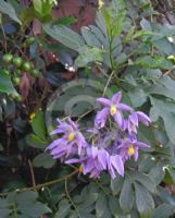 Solanum seaforthianum