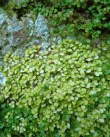 Soleirolia soleirolii Aurea