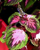 Plectranthus scutellarioides