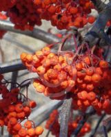 Sorbus aucuparia