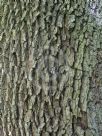 Sorbus domestica