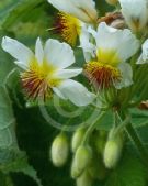 Sparrmannia africana