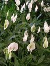 Spathiphyllum wallisii