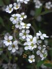 Spiraea Arguta