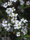 Spiraea Arguta