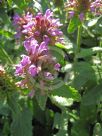 Stachys officinalis