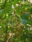 Stachyurus praecox