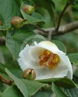 Stewartia pseudocamellia