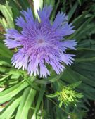 Stokesia laevis