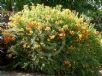 Streptosolen jamesonii