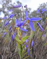 Stypandra glauca