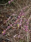 Symphoricarpos orbiculatus