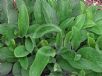 Symphytum officinale
