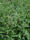 Symphytum uplandicum