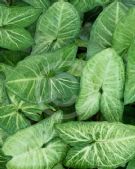 Syngonium podophyllum